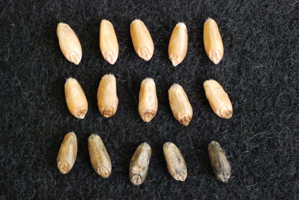 samozagrzewanie zboża prowadzi między innymi do rozwoju pleśni i grzybów